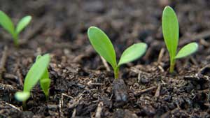 Mindfulness for Beginners at Sharpham House