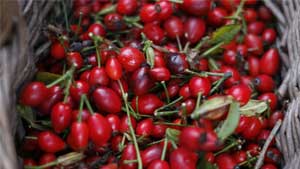 Family Woodland Explorers - Tree Seed Collecting