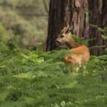 Roe deer in a forest image