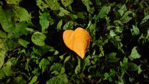 The Barn: Loving-Kindness (Metta) 6 night Dharma Pathway retreat
