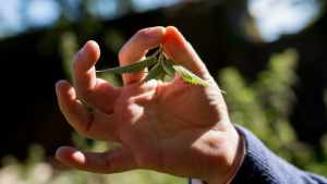 Accessible Foraging Session
